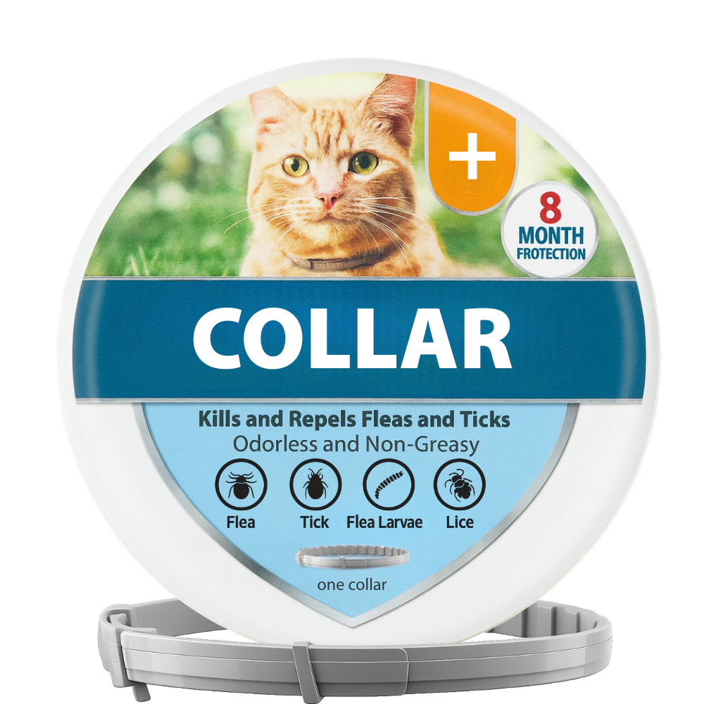 coleira gato